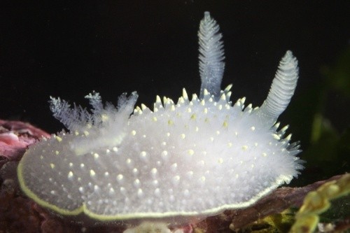 Photo:  Nudibranch Acanthodoris hudsoni